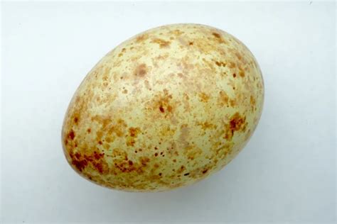 Again, any type of bait that will attract the hawk or falcon can be used. . Gyrfalcon eggs for sale